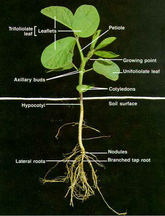 Soybean Growth Stages Timeline